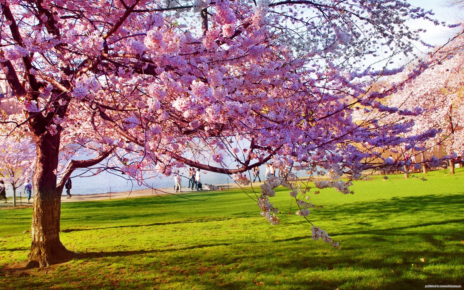 frühlingssaison tapete,baum,natur,frühling,natürliche landschaft,blühen