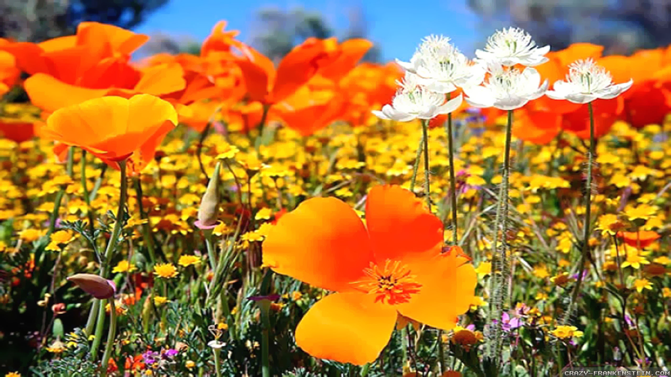 spring season wallpaper,flower,eschscholzia californica,flowering plant,plant,natural landscape