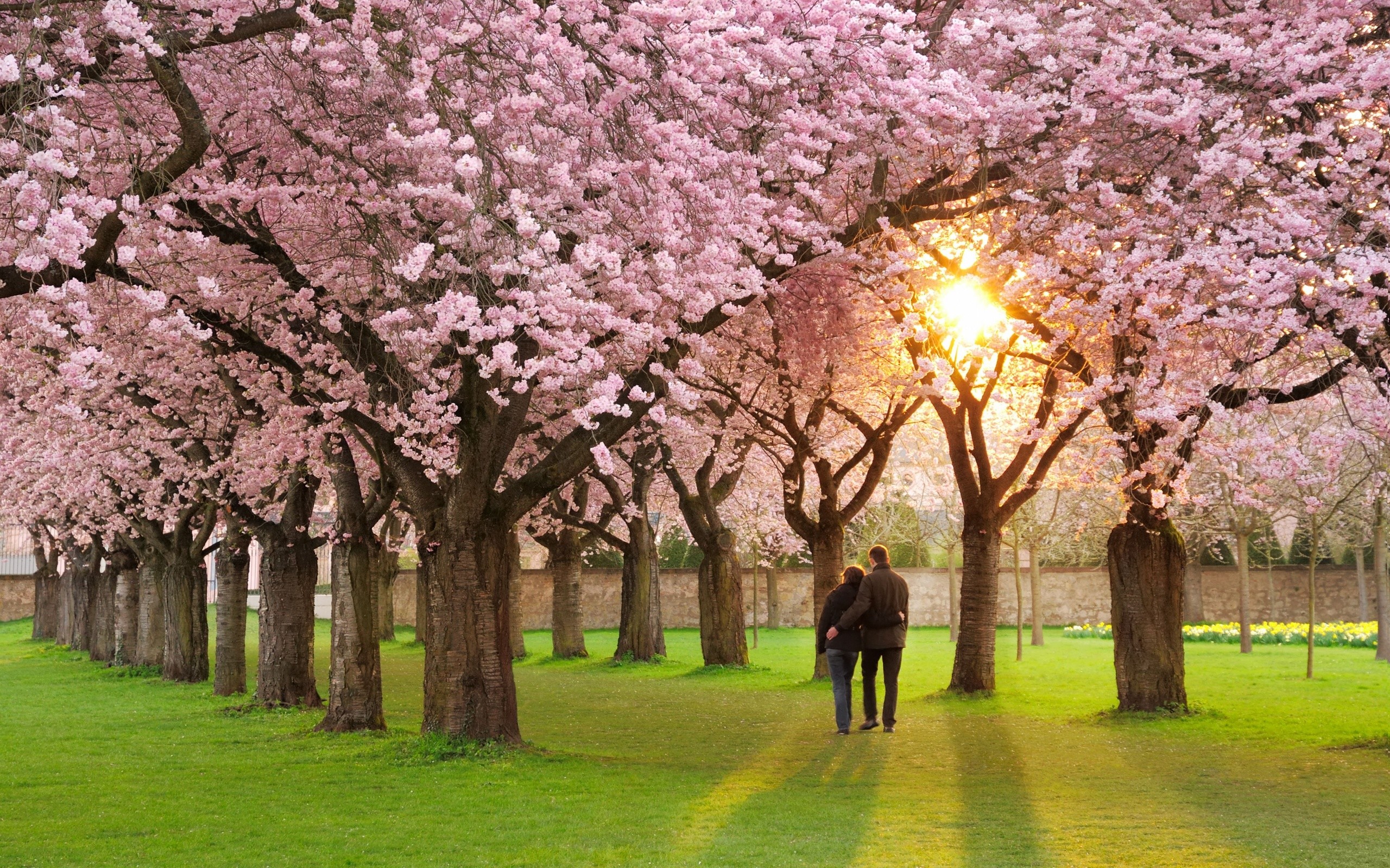 carta da parati stagione primaverile,fiorire,albero,fiore,primavera,natura