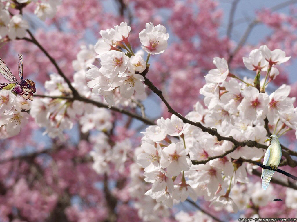 봄 시즌 벽지,꽃,꽃,식물,봄,벚꽃