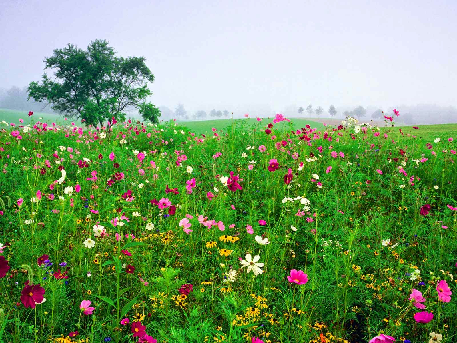 spring season wallpaper,flower,flowering plant,natural landscape,meadow,grassland