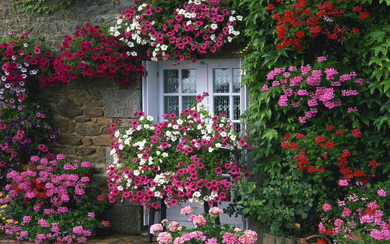 wallpaper garden house,flower,flowering plant,plant,annual plant,shrub