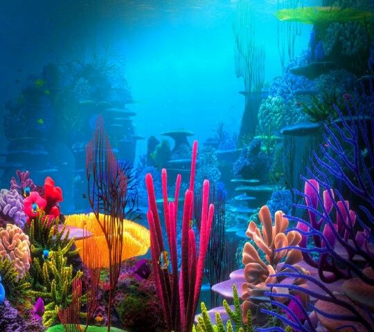 impression de papier peint hd,récif de corail,sous marin,la nature,récif,bleu majorelle