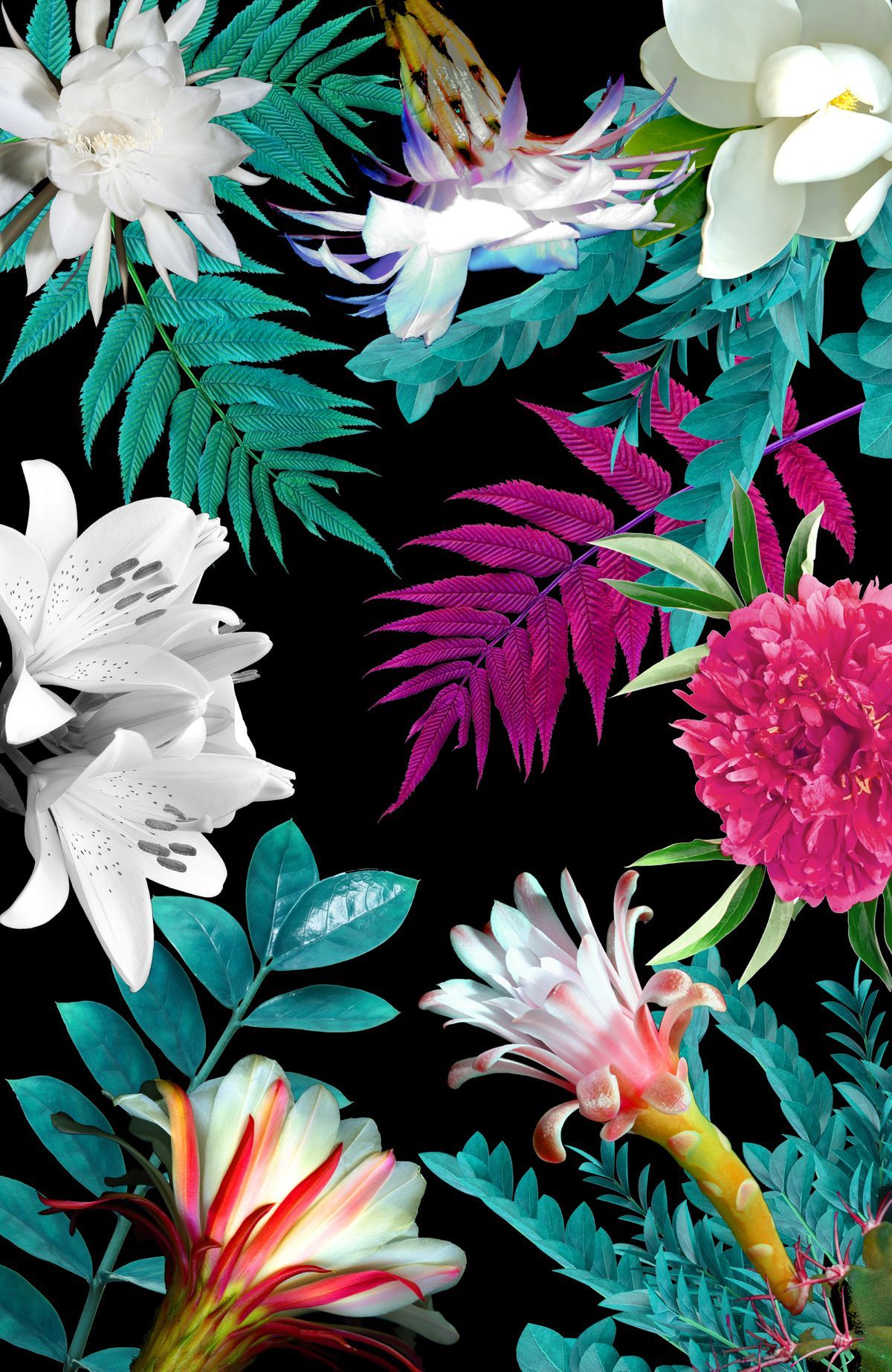 tropical print wallpaper,flower,plant,flowering plant,petal,pink