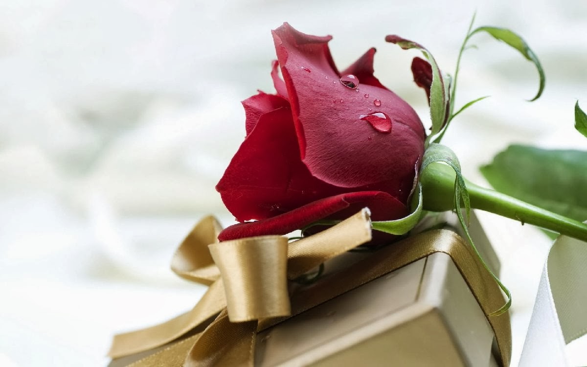 papel tapiz de regalo rosa,rojo,rosa,flor,pétalo,rosas de jardín