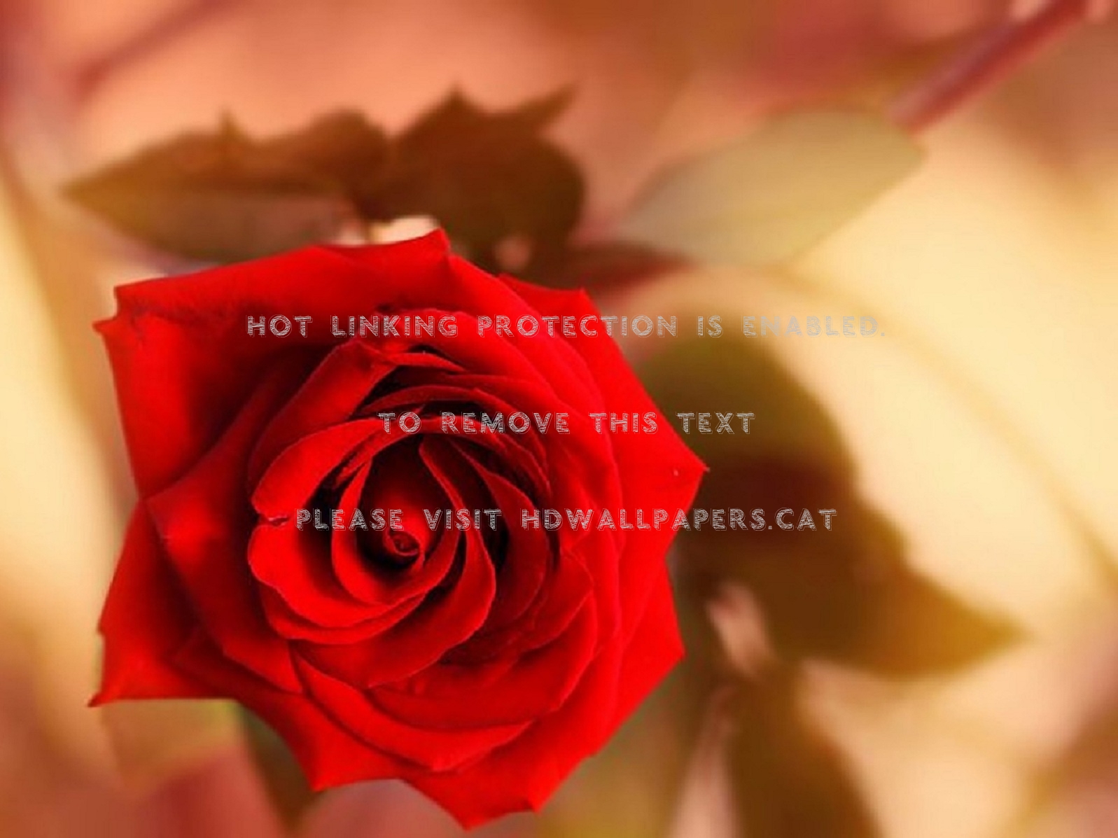 rose gift wallpaper,garden roses,red,rose,petal,flower (343943