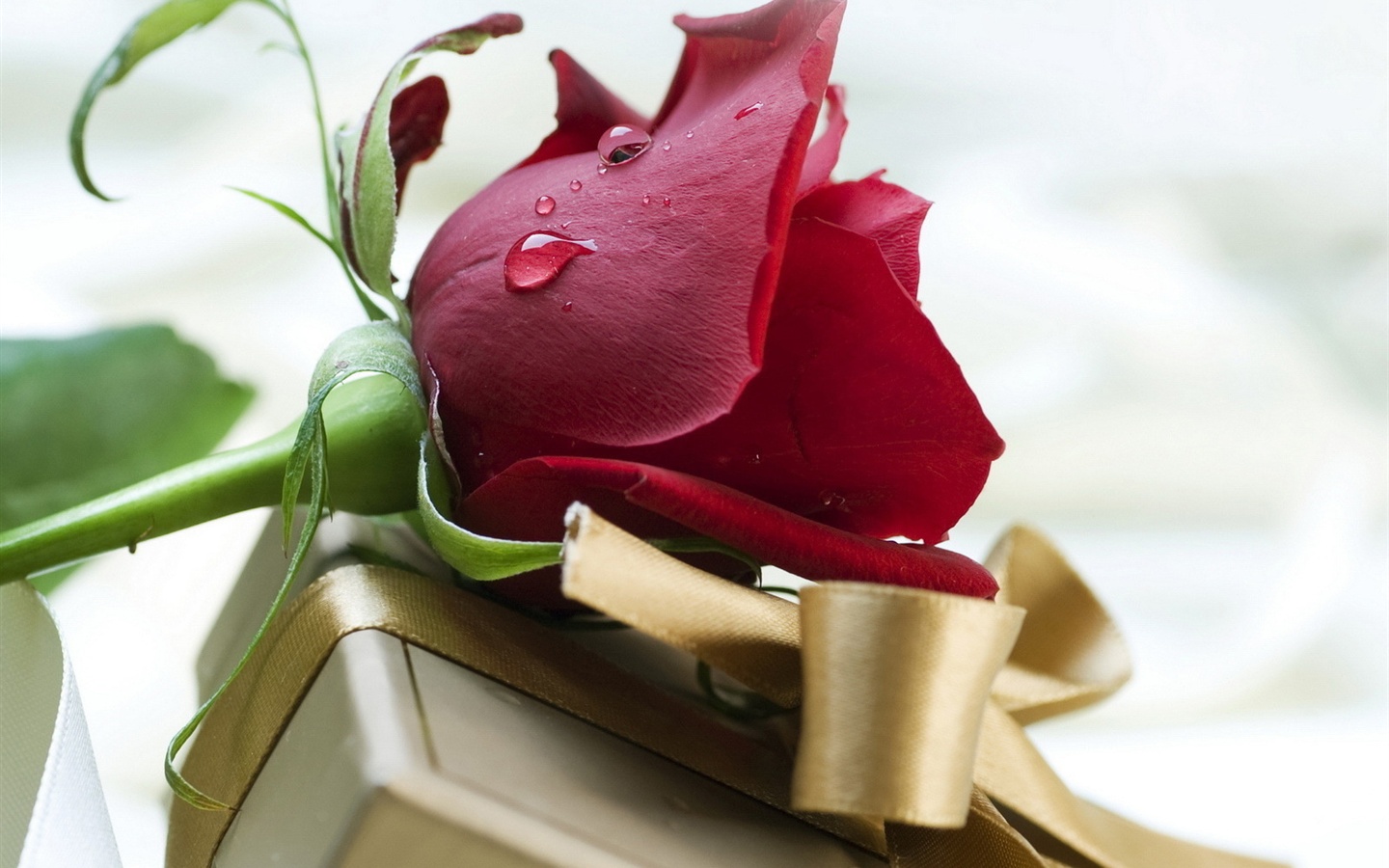 rose gift wallpaper,red,rose,flower,petal,plant