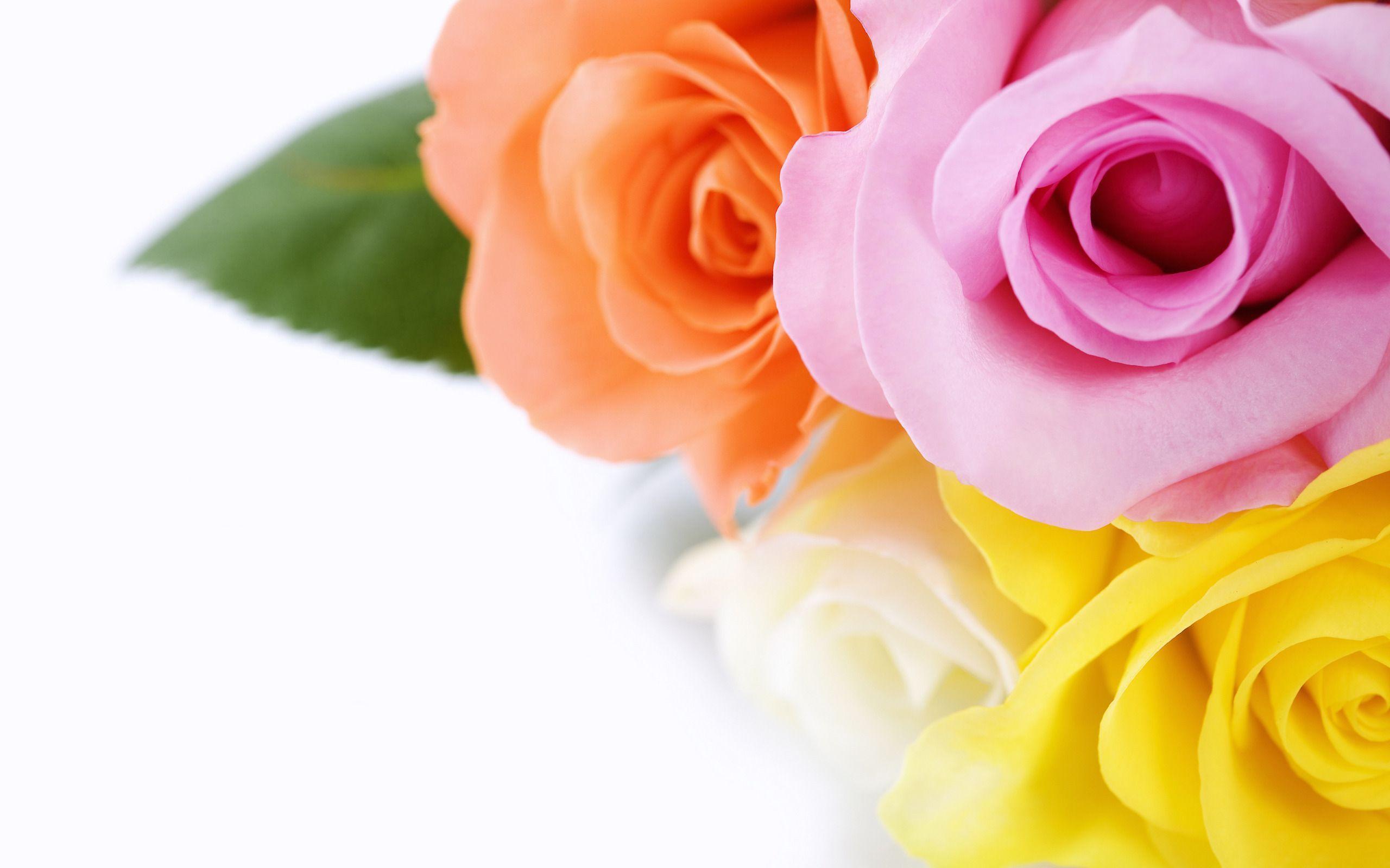 장미 선물 벽지,정원 장미,꽃,장미,분홍,꽃잎
