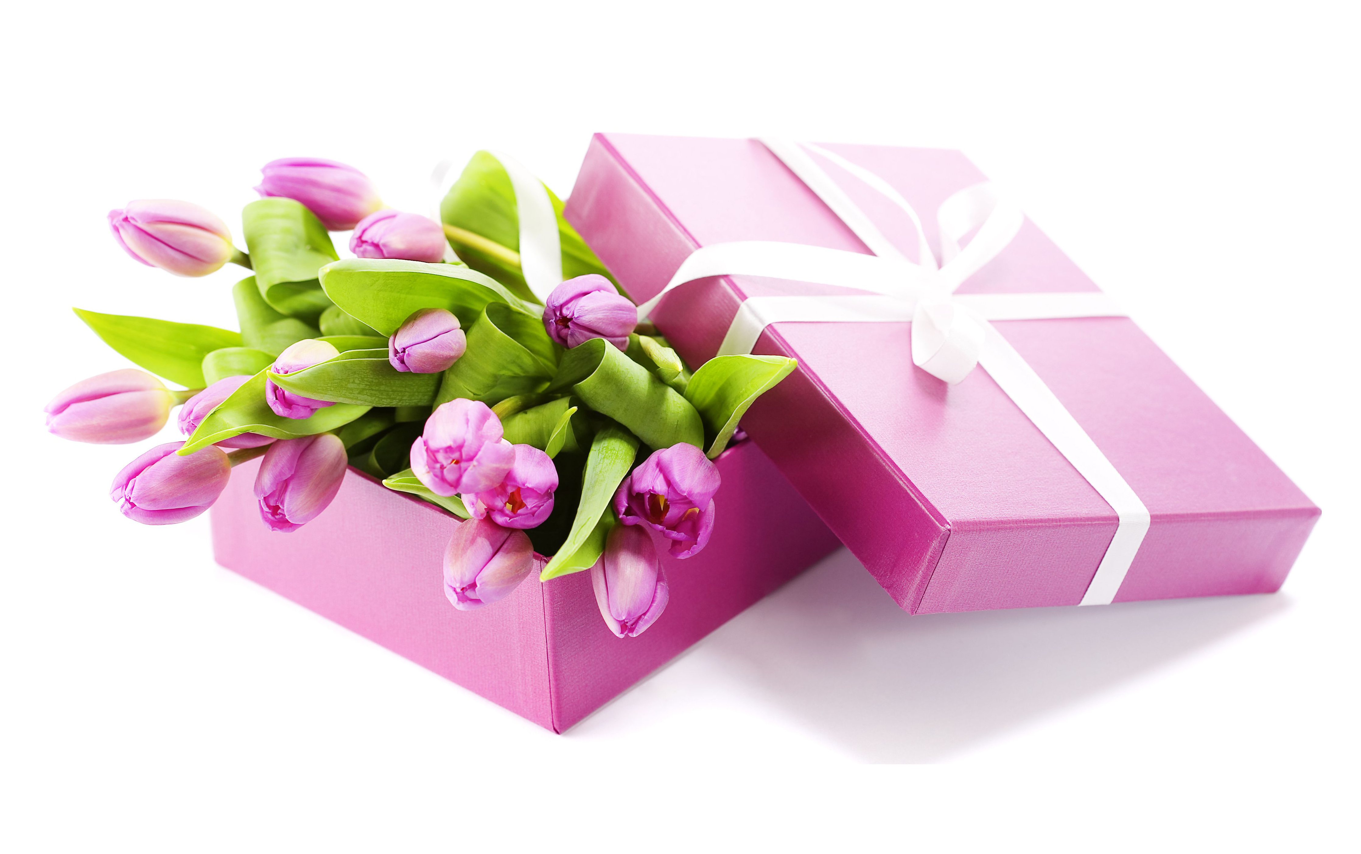 carta da parati regalo hd,rosa,fiore,petalo,pianta,tulipano