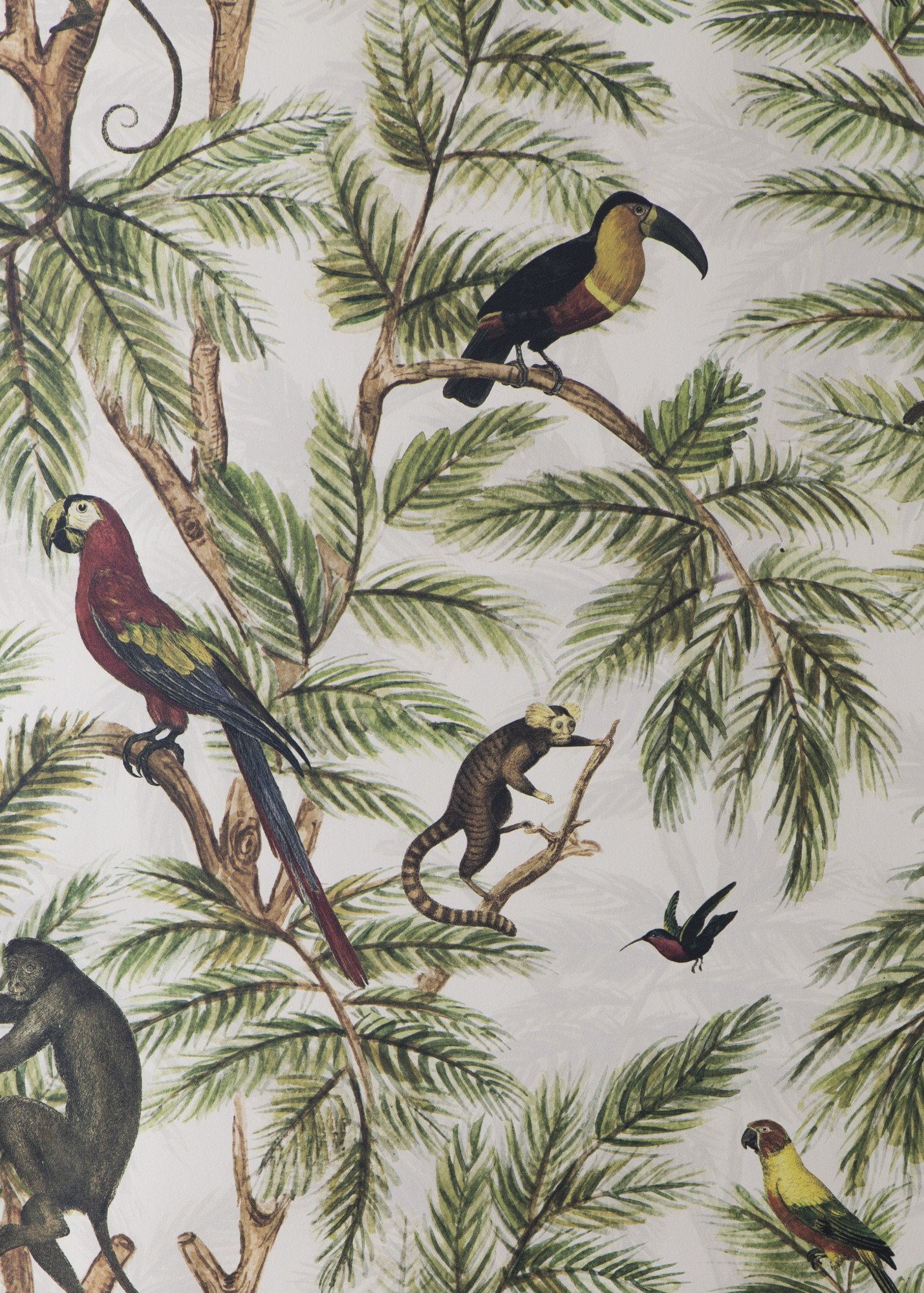 ジャングル壁紙イギリス,鳥,オオハシ,工場,ピチフォルム,パターン