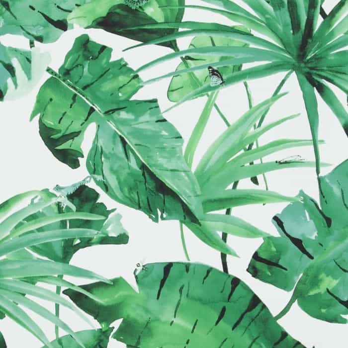 papier peint jungle royaume uni,feuille,vert,monstera deliciosa,plante,fleur