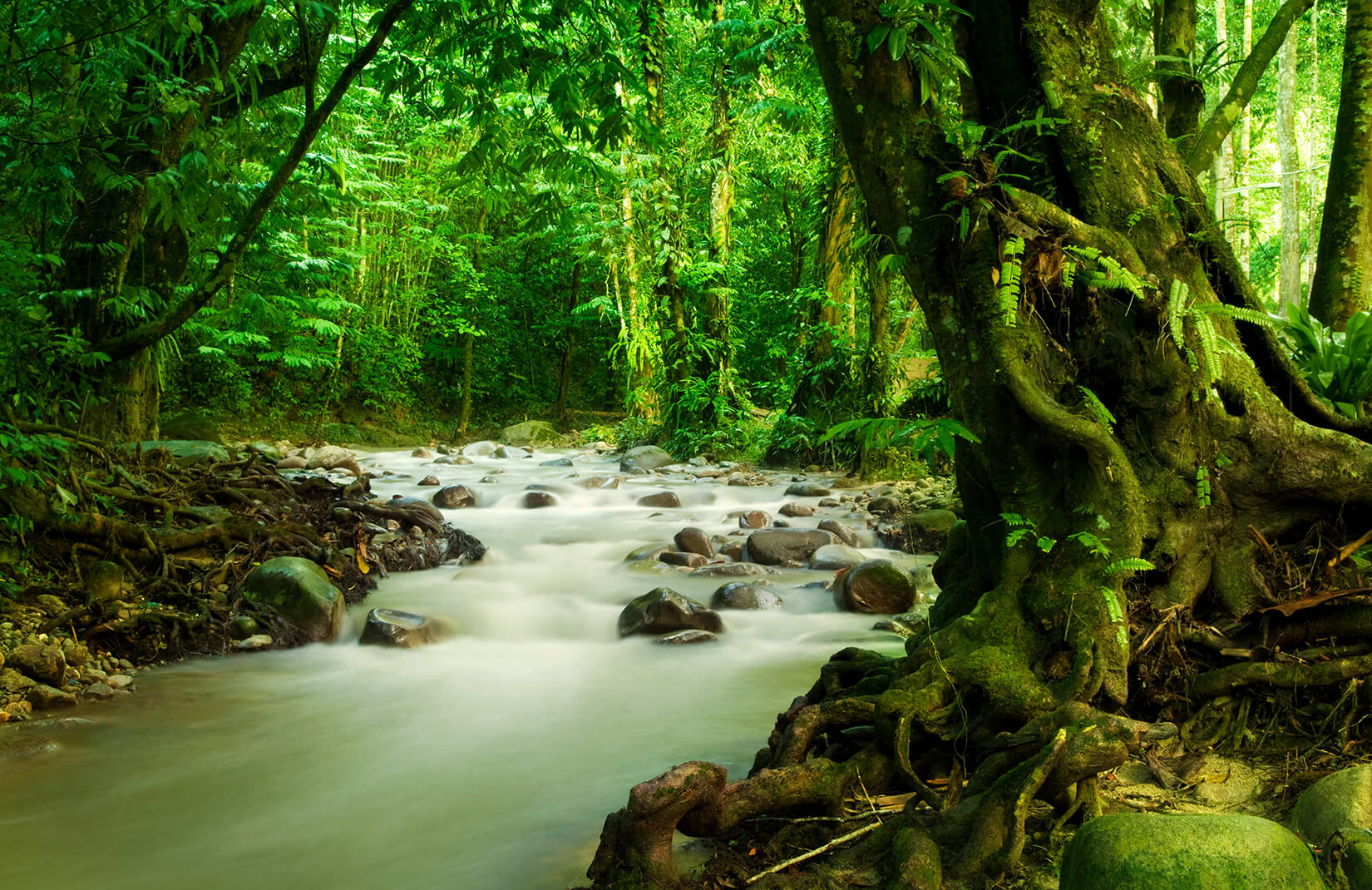 papier peint jungle royaume uni,paysage naturel,plan d'eau,la nature,courant,ressources en eau