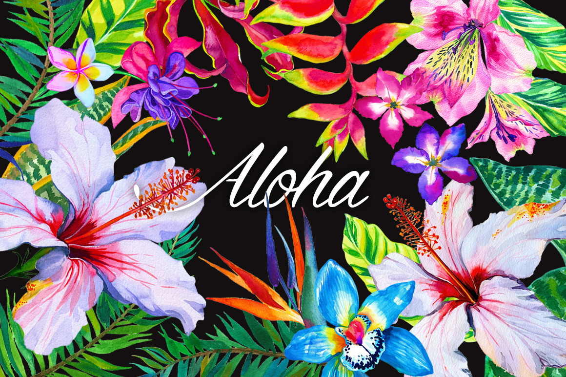 aloha wallpaper,ibisco hawaiano,fiore,frangipani,pianta,petalo