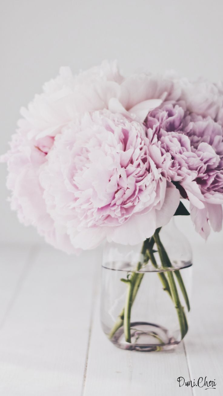壁紙rosa iphone,花,切り花,ピンク,一般的な牡丹,花束