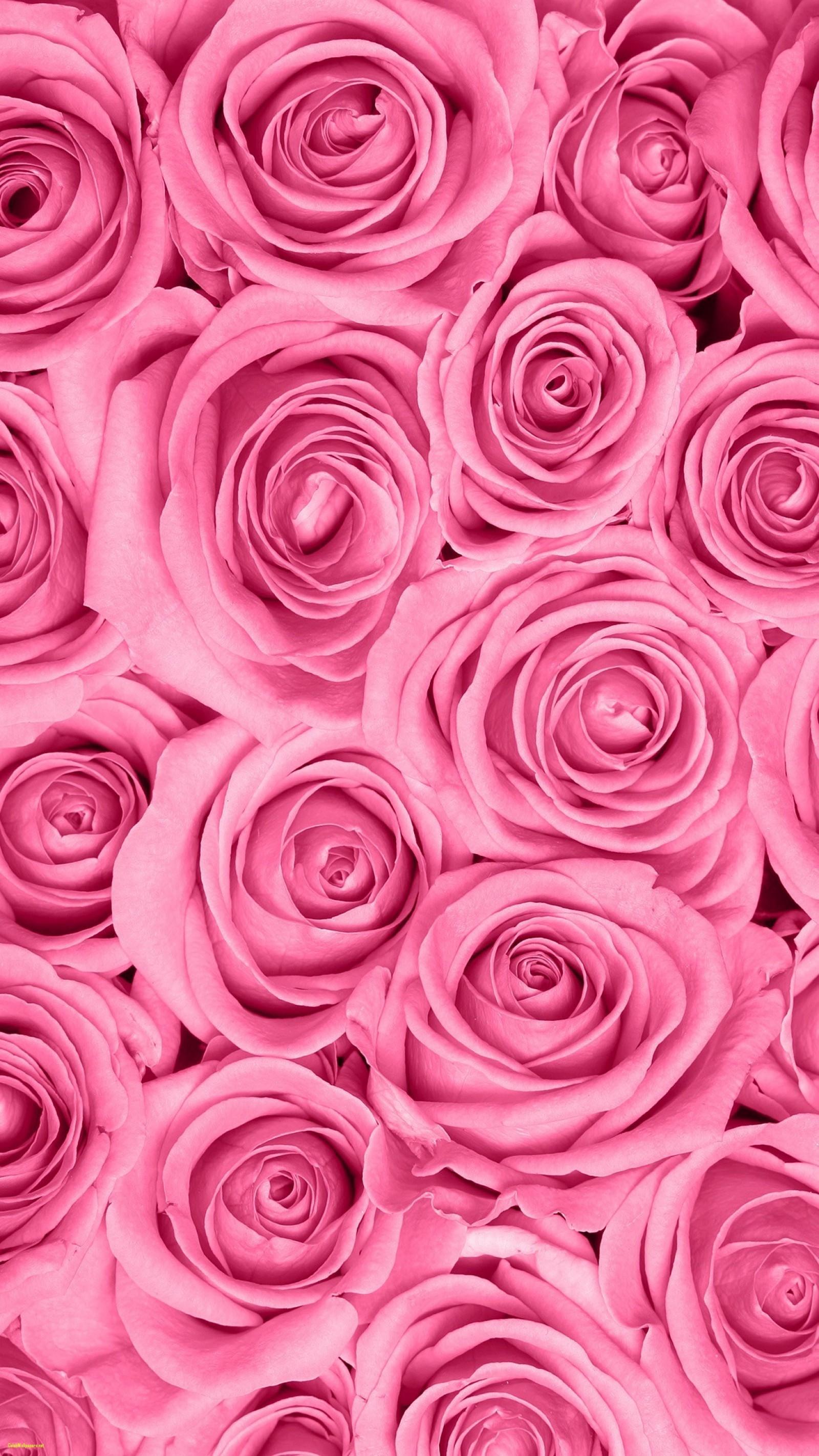 wallpaper rosa iphone,garden roses,rose,pink,flower,petal