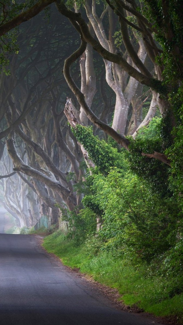 아일랜드 아이폰 배경 화면,자연,나무,자연 경관,초록,도로