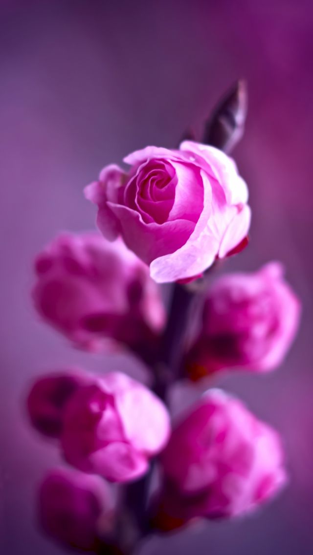 iphone 5のピンクの壁紙,ピンク,バイオレット,花弁,紫の,花