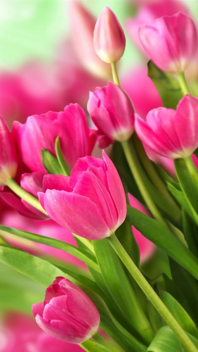 아이폰 5 핑크 배경 화면,꽃,꽃 피는 식물,꽃잎,튤립,분홍