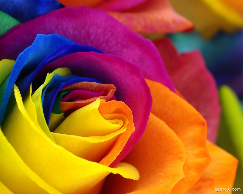 renkli wallpaper,flower,rose,flowering plant,petal,rainbow rose