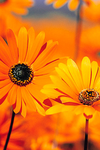 fondo de pantalla naranja iphone,flor,pétalo,amarillo,naranja,planta