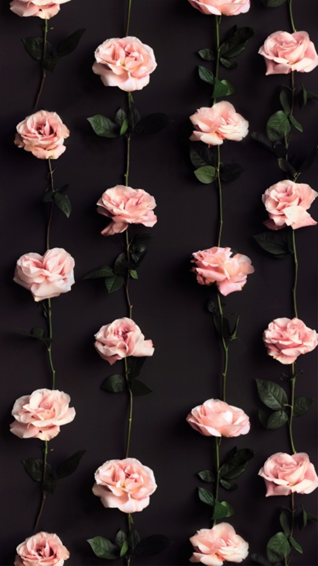 핑크 아이폰 배경 화면 tumblr,분홍,꽃잎,꽃,식물,장미