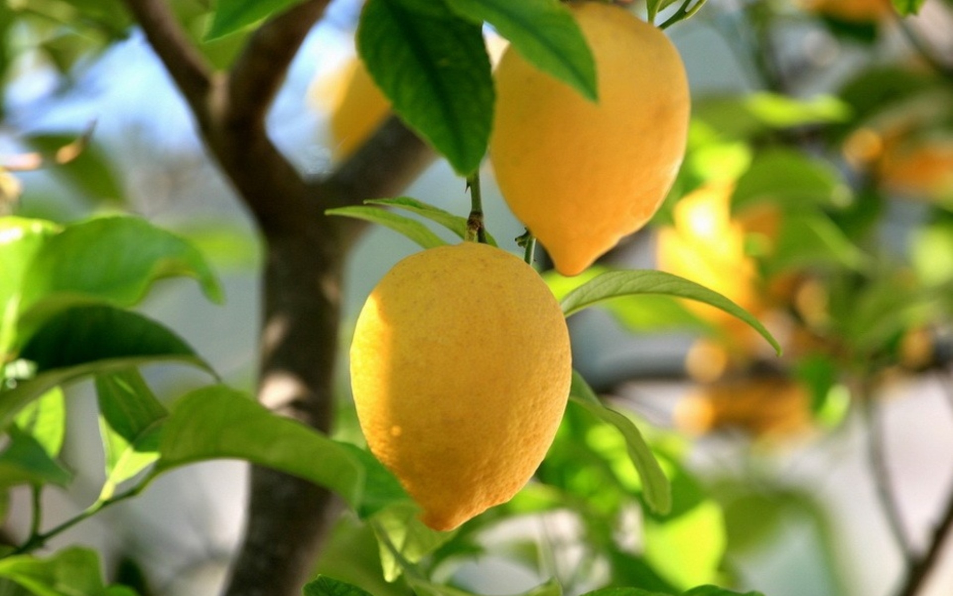 레몬 벽지 hd,과일 나무,감귤류,과일,식물,주황색