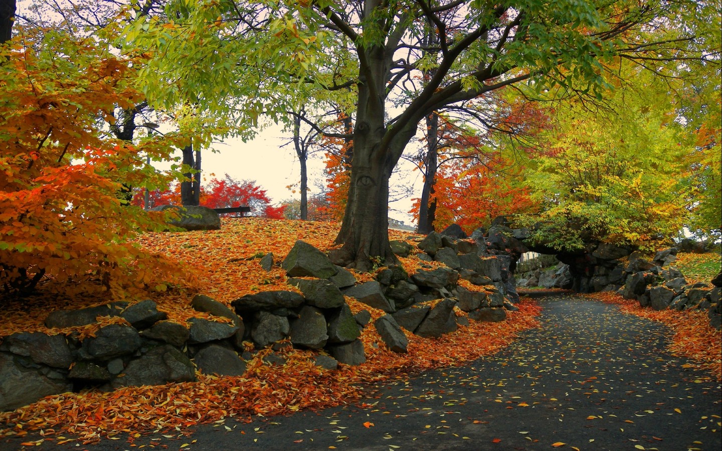 가을 배경 벽지,나무,잎,자연 경관,자연,가을