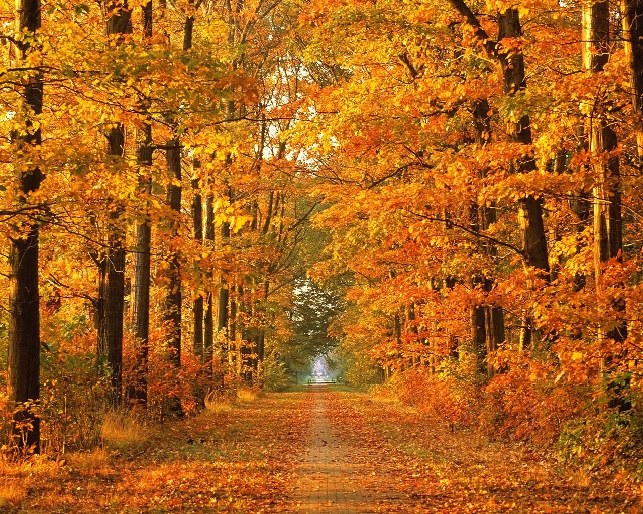 秋の背景の壁紙,木,自然の風景,自然,秋,葉