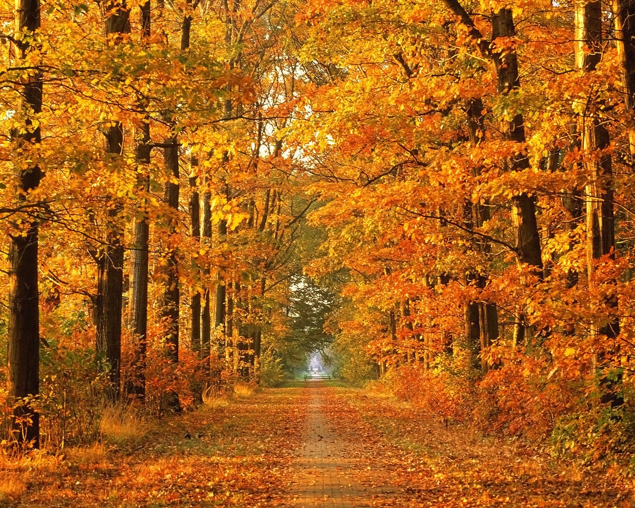 herbst hintergrund hintergrund,baum,natürliche landschaft,natur,herbst,blatt