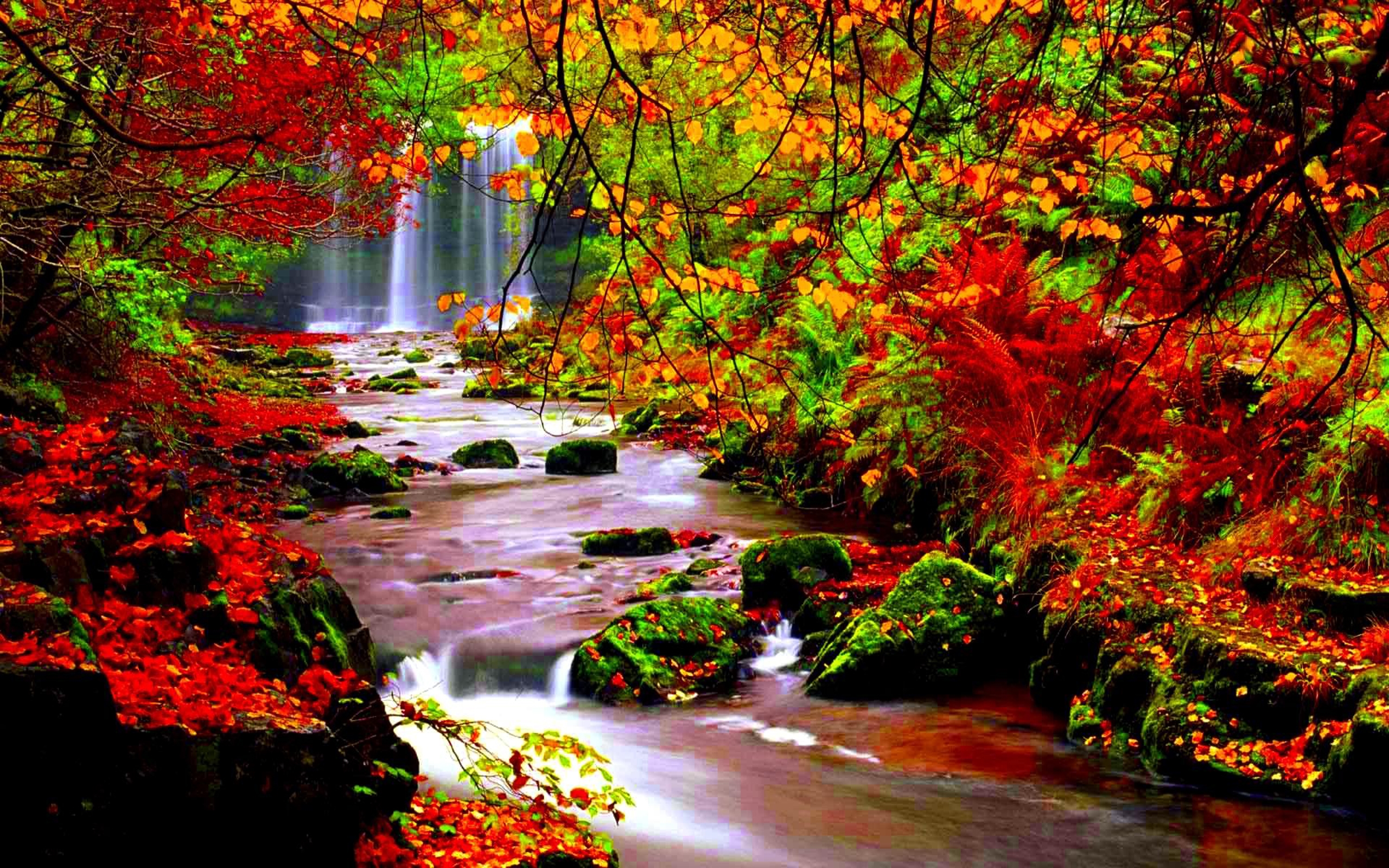 秋の背景の壁紙,自然,自然の風景,木,葉,秋