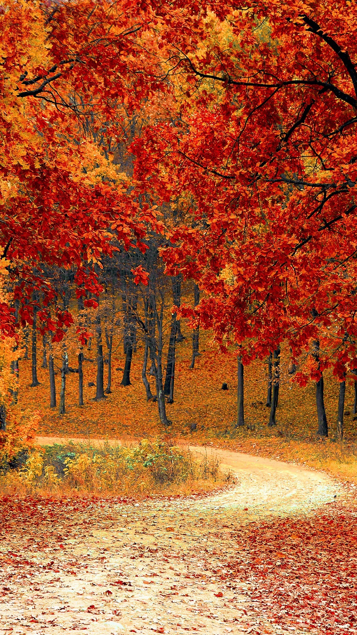 autumn background wallpaper,tree,natural landscape,leaf,nature,autumn