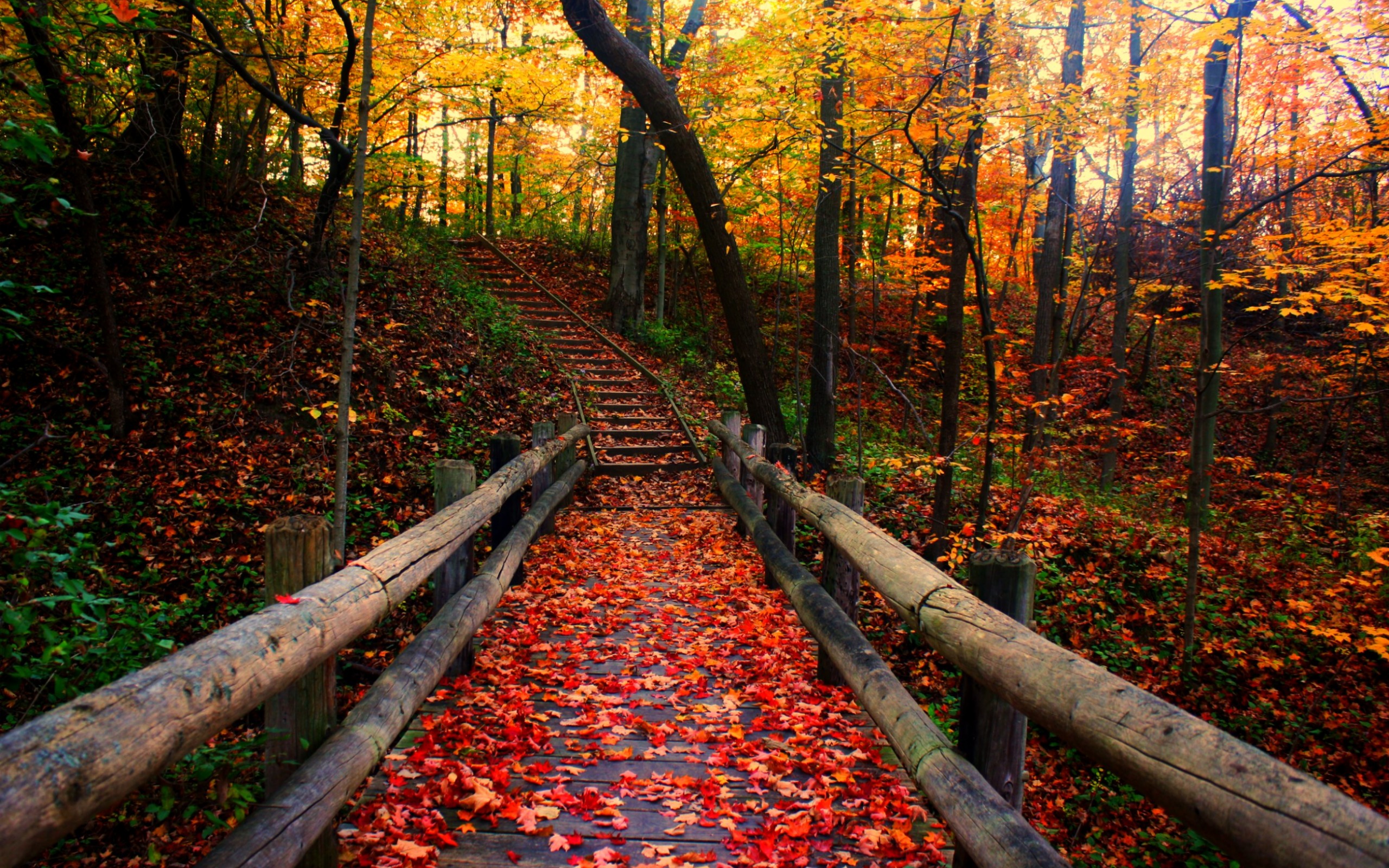 autumn background wallpaper,natural landscape,nature,tree,deciduous,autumn