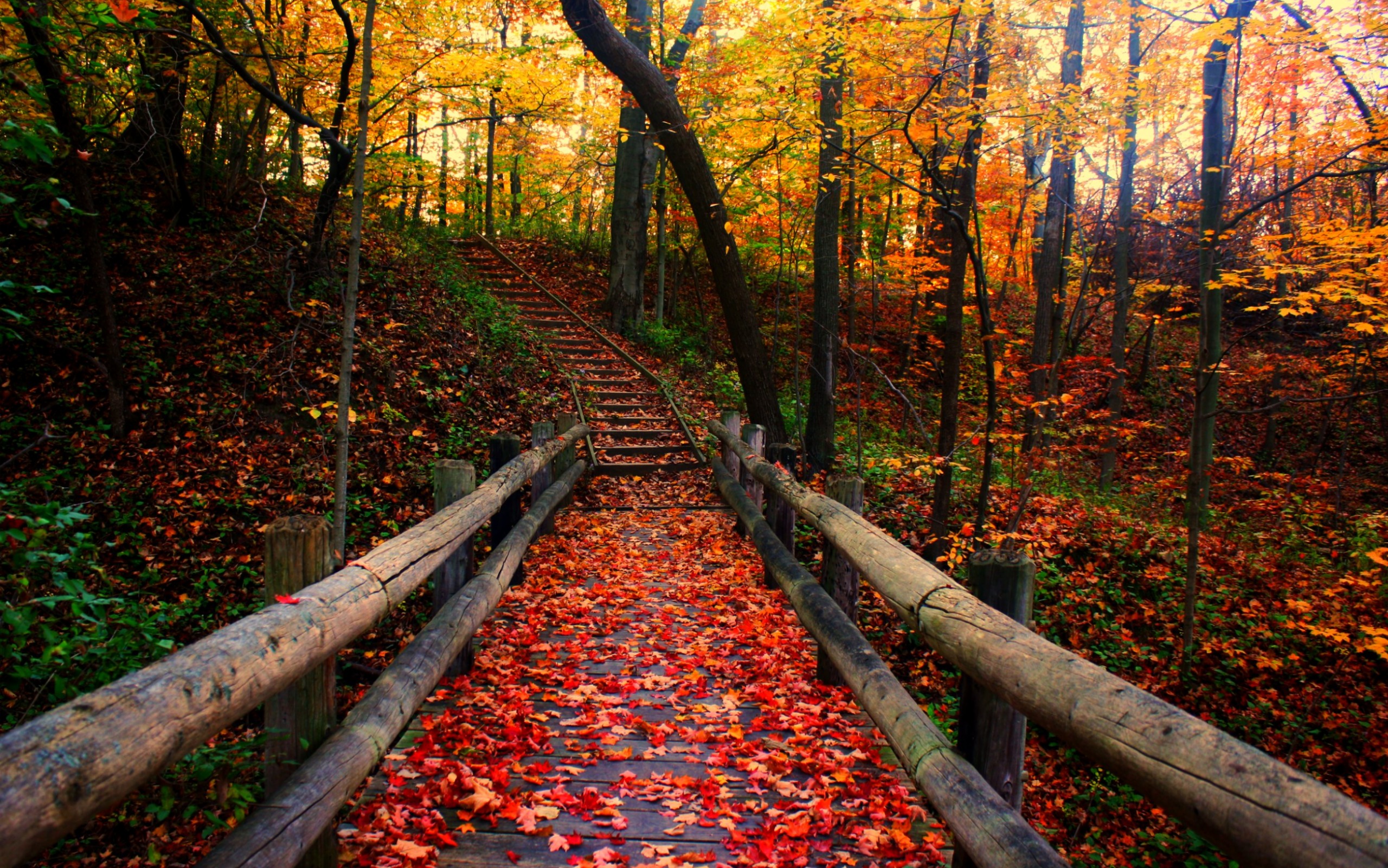 herbst hintergrund hintergrund,natürliche landschaft,natur,baum,herbst,blatt