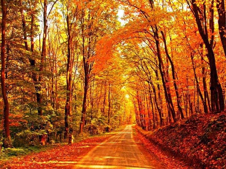 sfondo autunno,albero,paesaggio naturale,natura,foglia,foresta
