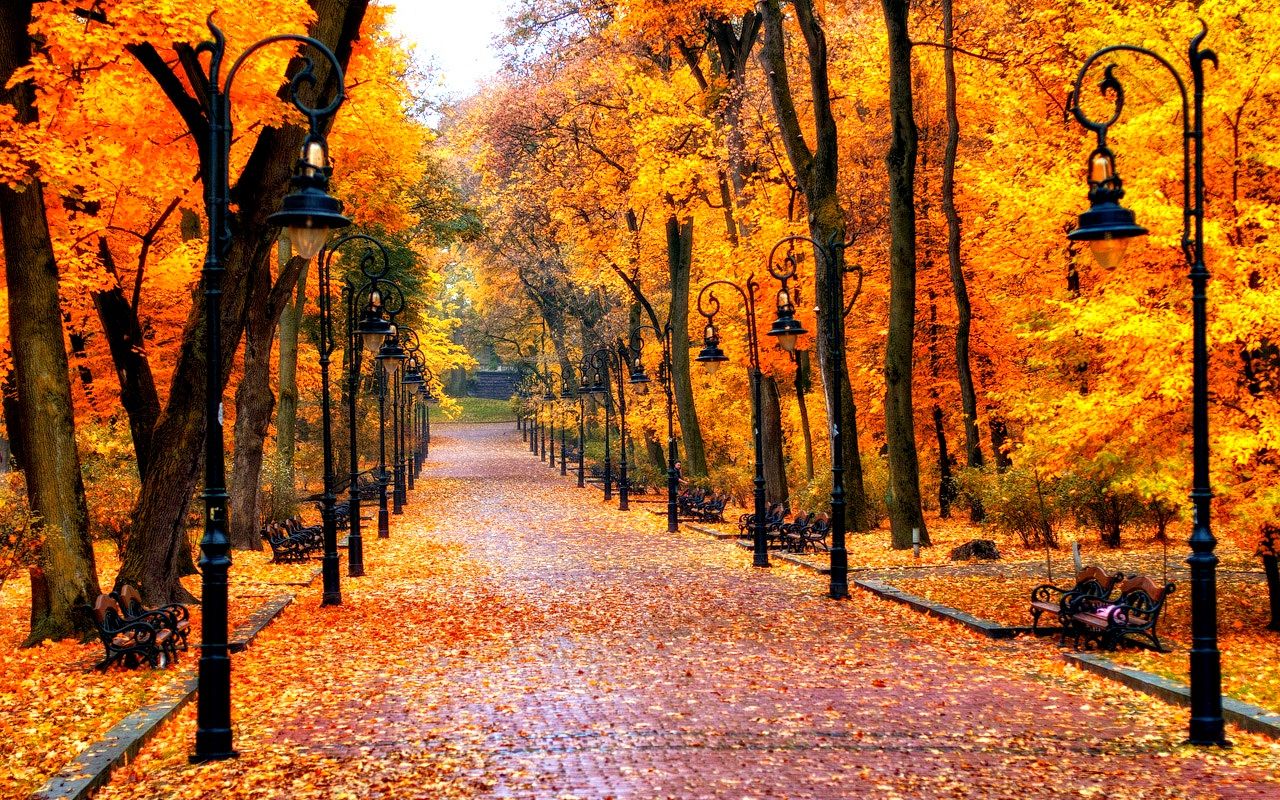 fond d'écran d'automne,arbre,la nature,paysage naturel,feuille,l'automne