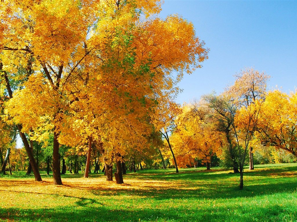 가을 배경 벽지,나무,자연 경관,자연,잎,가을