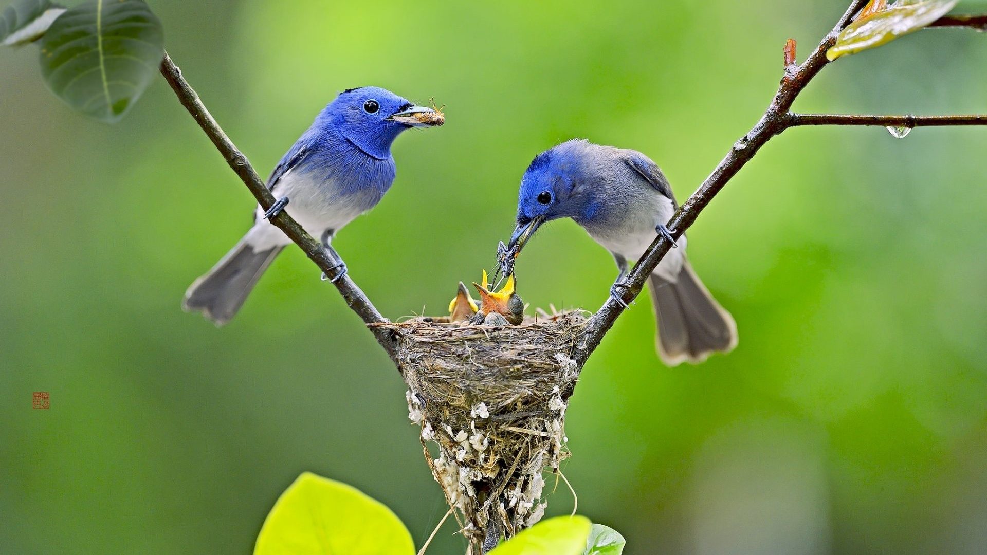 둥지 벽지,새,파랑새,산 파랑새,동부 블루 버드,구세계 flycatcher