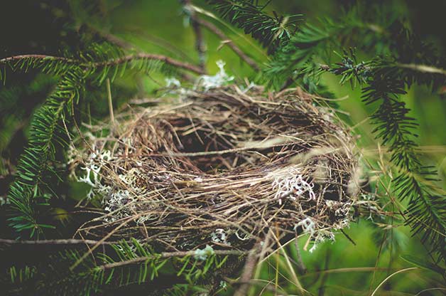 nest wallpaper,nest,bird nest,nature,bird,plant