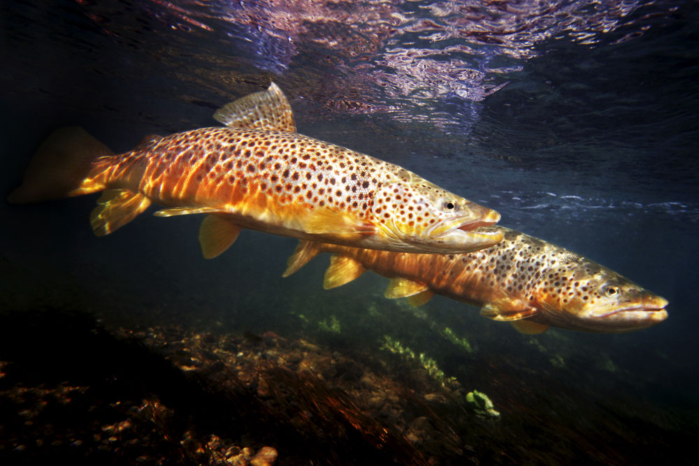 trout wallpaper,fish,fish,brown trout,trout,marine biology