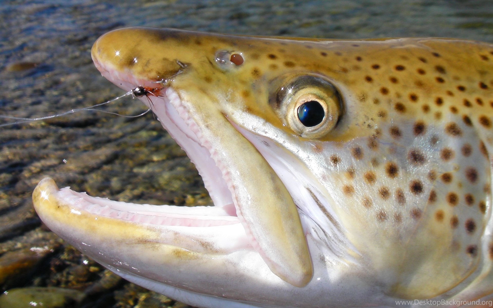 fond d’écran truite,poisson,truite brune,biologie marine,truite fardée