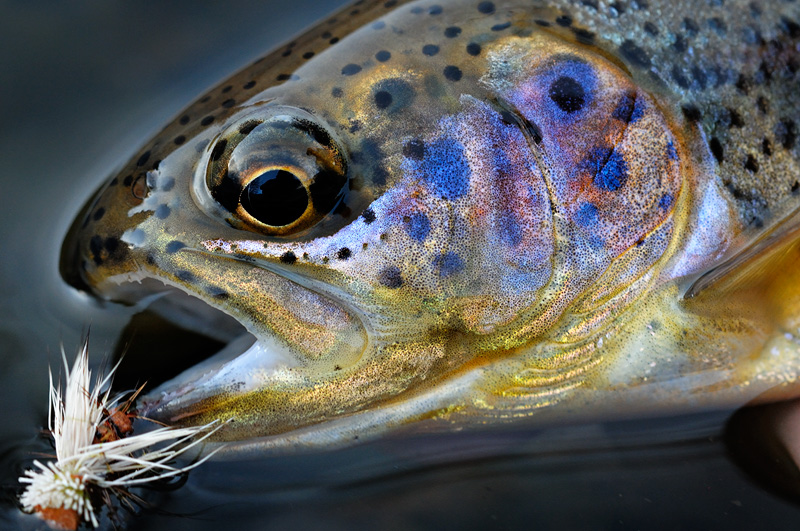 trout wallpaper,fish,brown trout,trout,cutthroat trout,coastal cutthroat trout