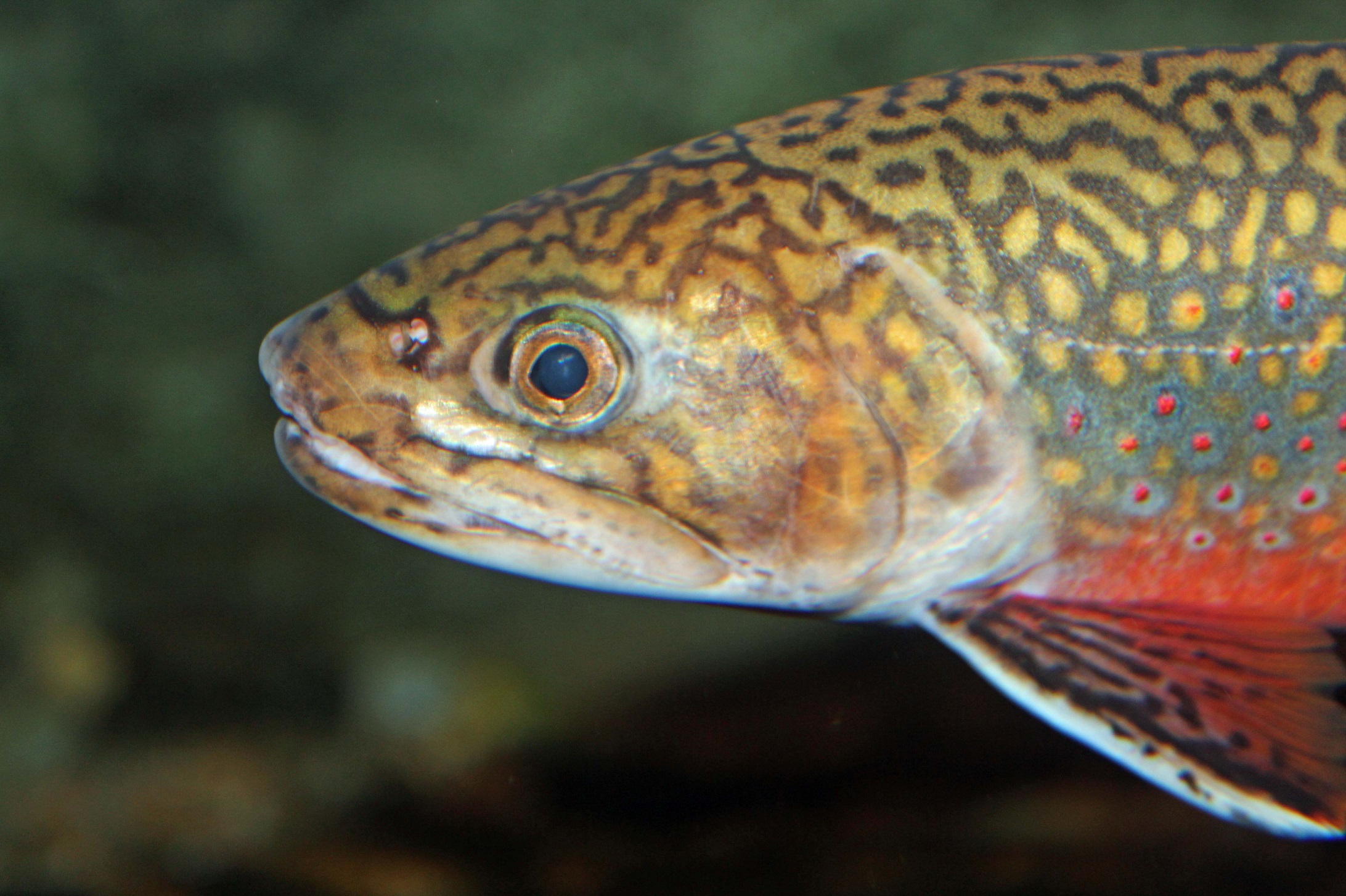 fond d'écran truite,poisson,poisson,biologie marine,truite fardée,truite fardée côtière