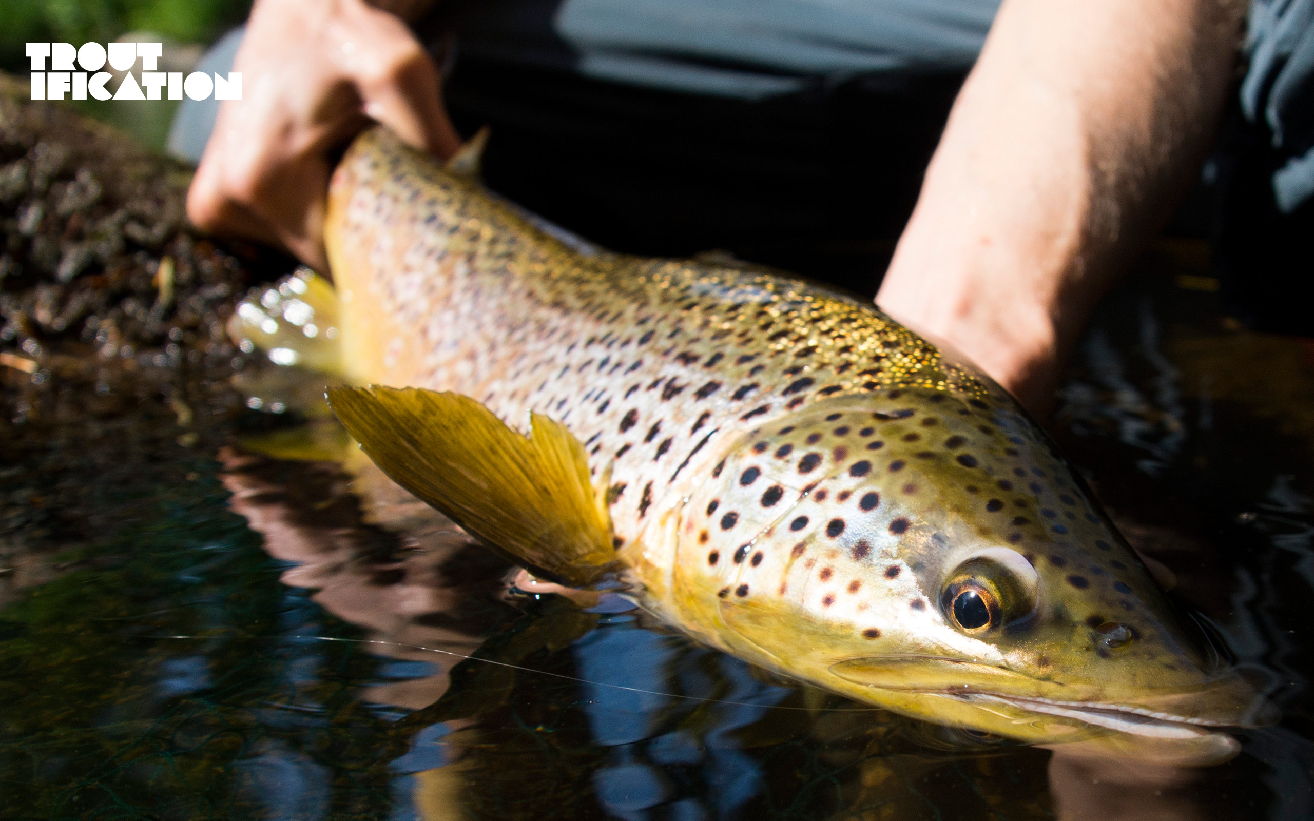 fond d'écran truite,poisson,poisson,truite brune,truite,truite fardée côtière