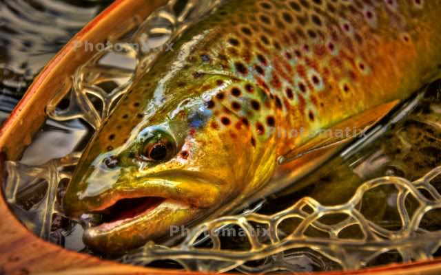 trout wallpaper,fish,brown trout,trout,fish,cutthroat trout