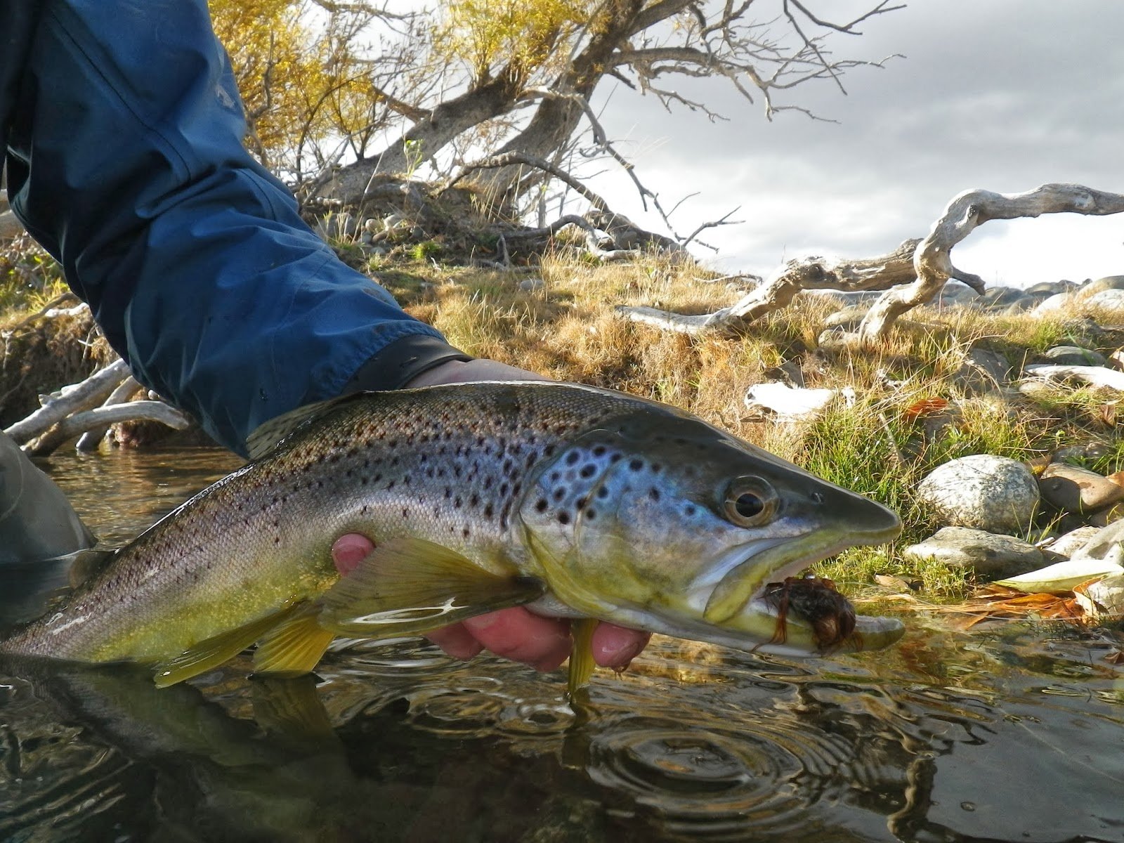 fond d'écran truite,poisson,truite brune,poisson,truite fardée côtière,pêche