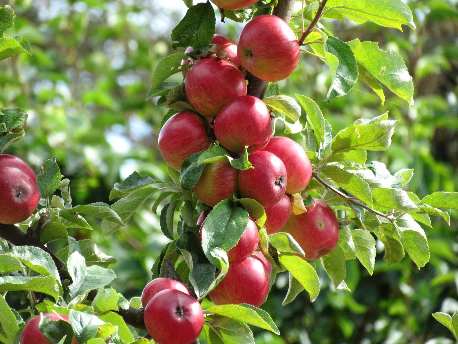 apple tree wallpaper,flowering plant,plant,fruit,flower,fruit tree