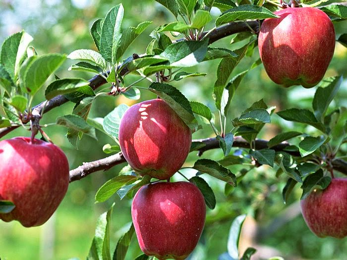 fondo de pantalla de manzano,planta floreciendo,planta,fruta,comida,manzana