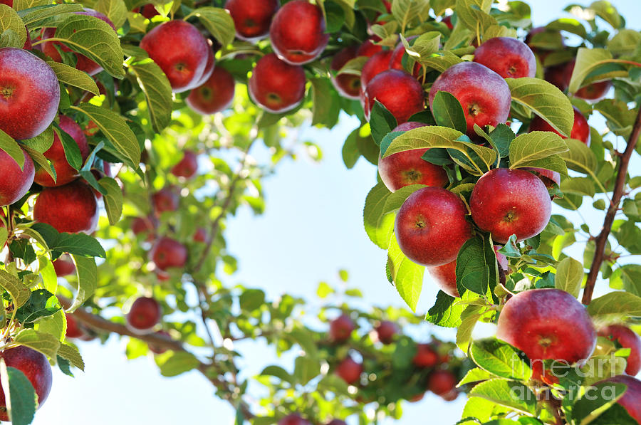 apple tree wallpaper,flowering plant,fruit,plant,apple,flower