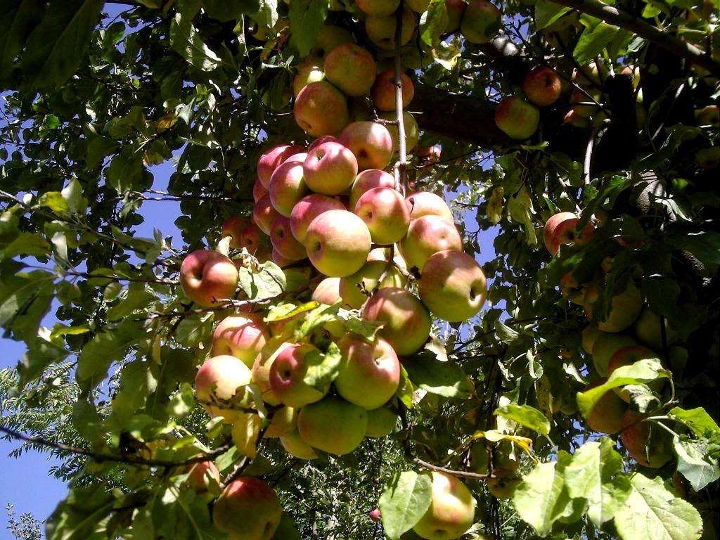 carta da parati di melo,pianta fiorita,albero da frutta,frutta,pianta,albero