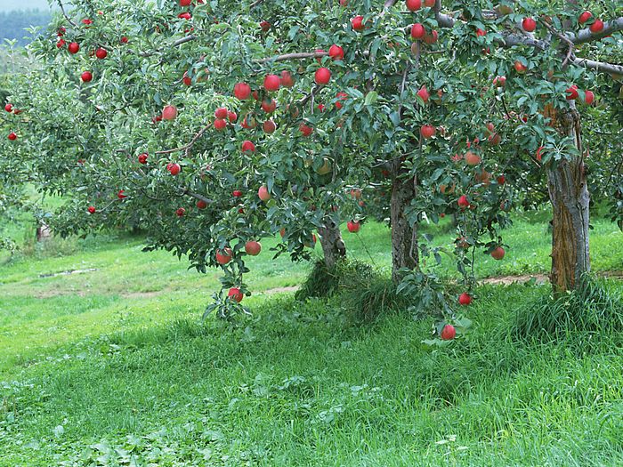 apple tree wallpaper,plant,tree,flower,fruit tree,flowering plant